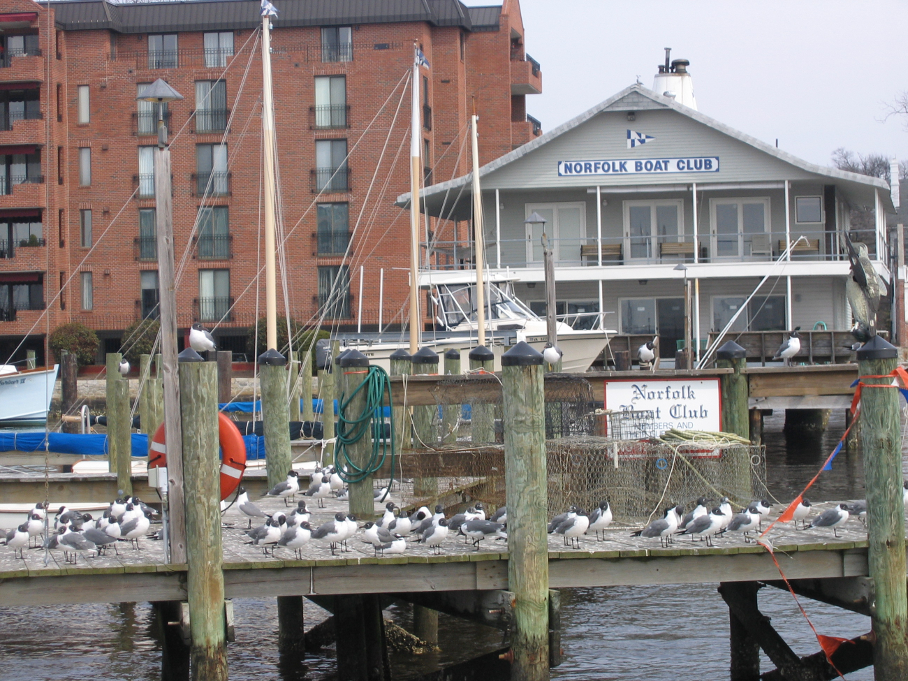 Laughing gulls at the Norfolk Boat Club