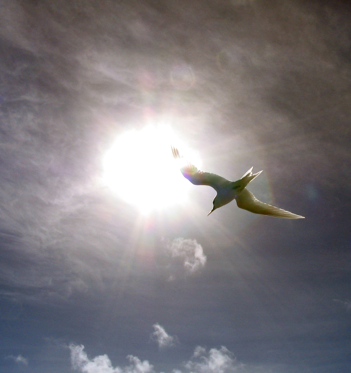 Fairy tern (Gygis alba) framed in the sun