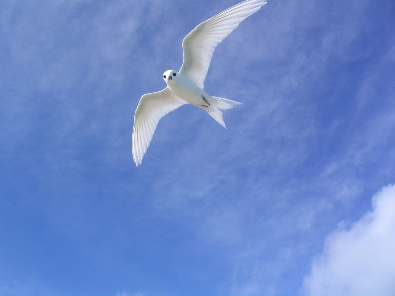 Fairy tern (Gygis alba)