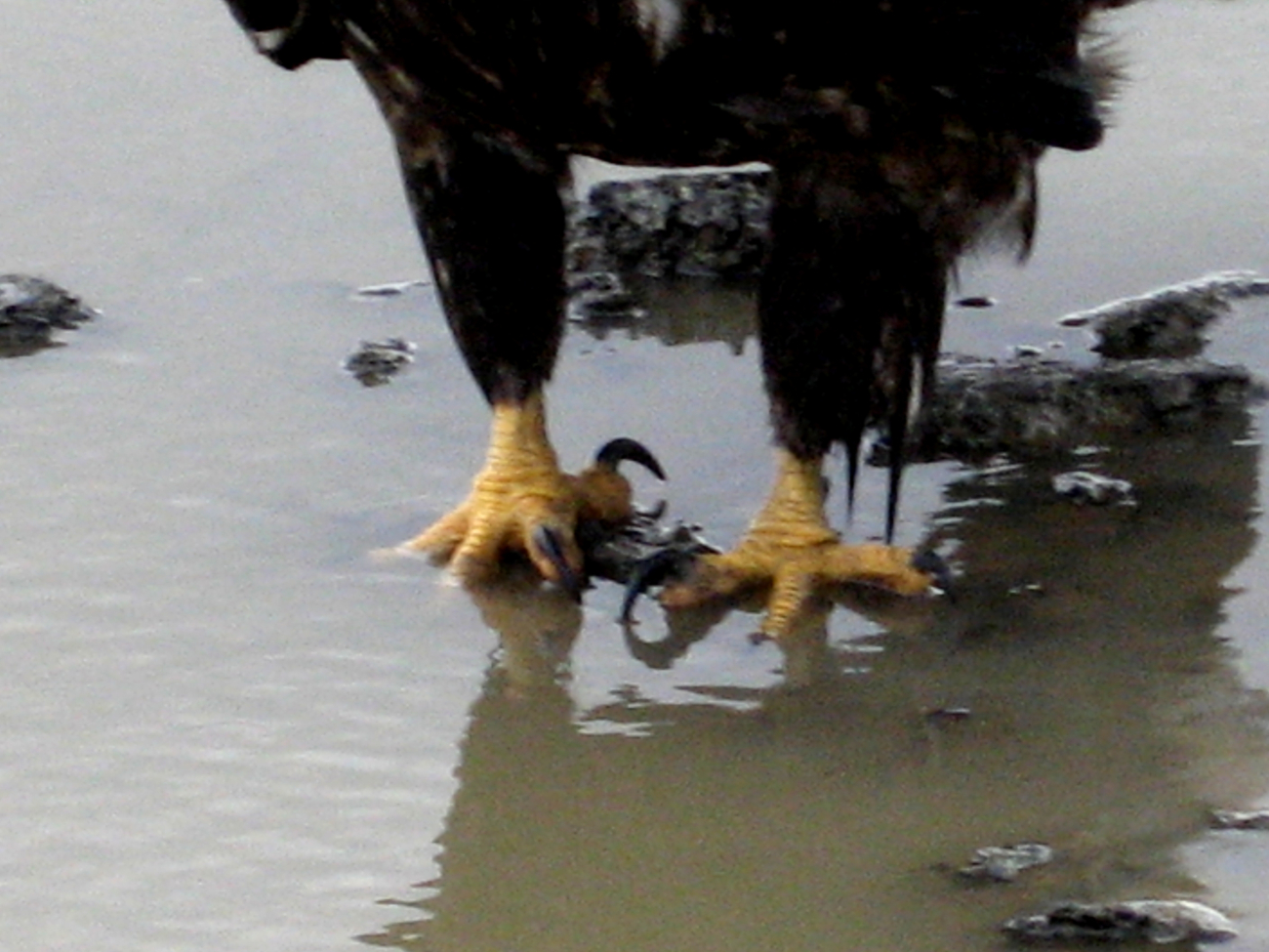 Large strong talons of eagle