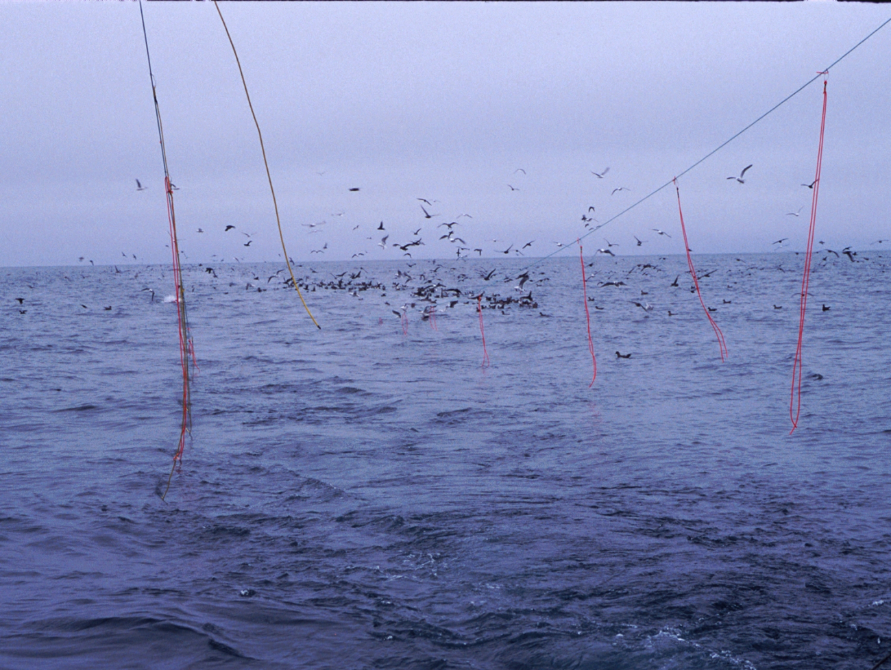 Tied ropes on trawl line keep marine birds away
