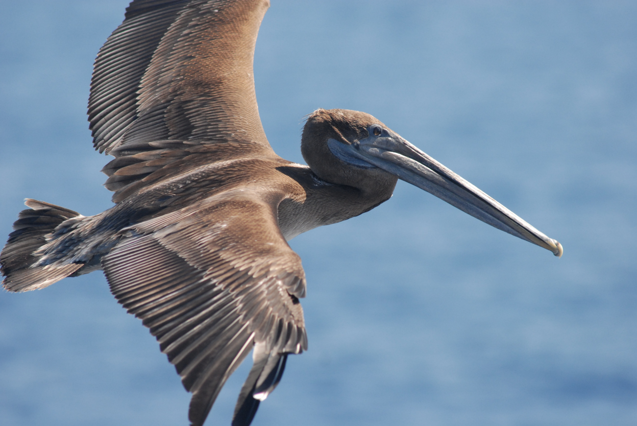Magnificent brown pelican in flight