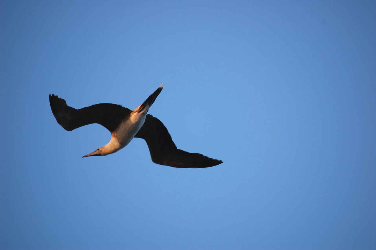 Red-footed booby in flight