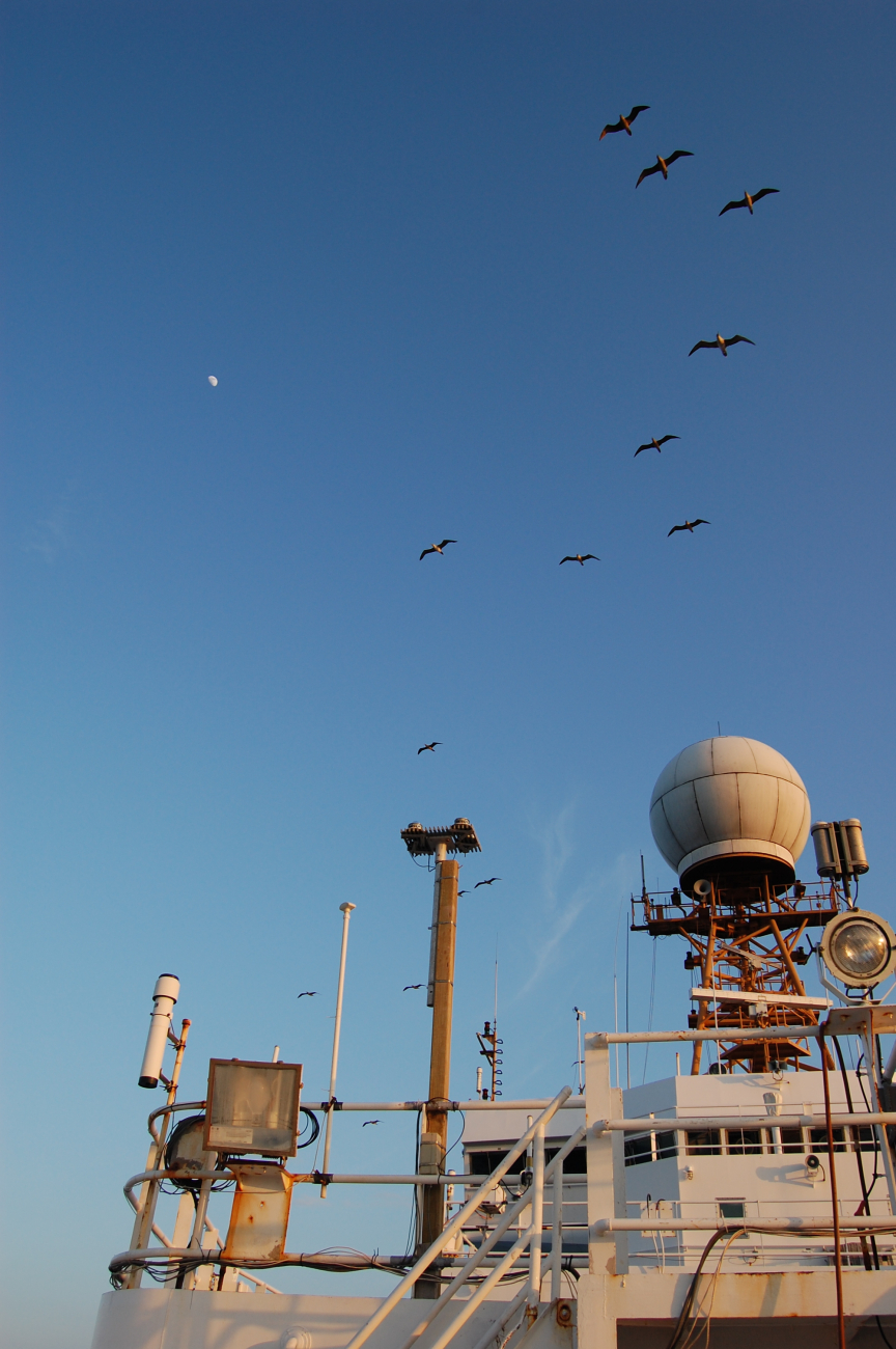 A contingent of red-footed boobies keeping pace with the NOAA Ship Ronald H