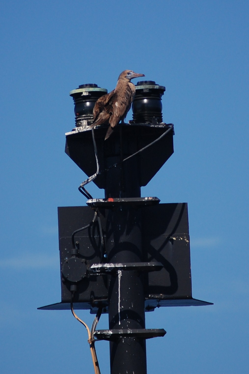 Red-footed booby perched on a navigation light