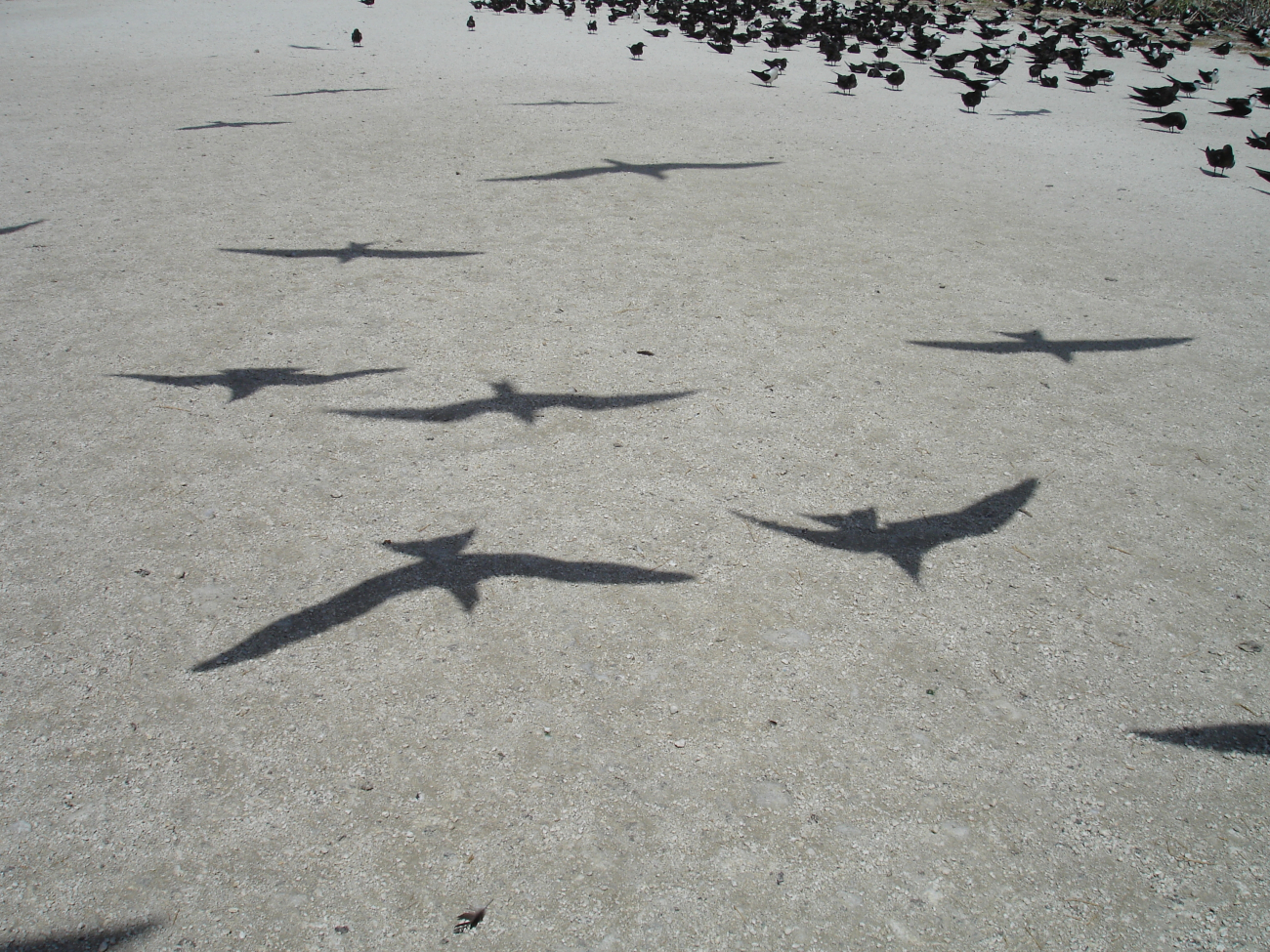 Bird shadows on the sand