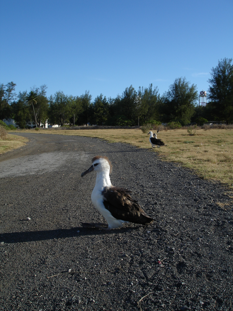 A juvenile albatross checking out what is on the other side of the road