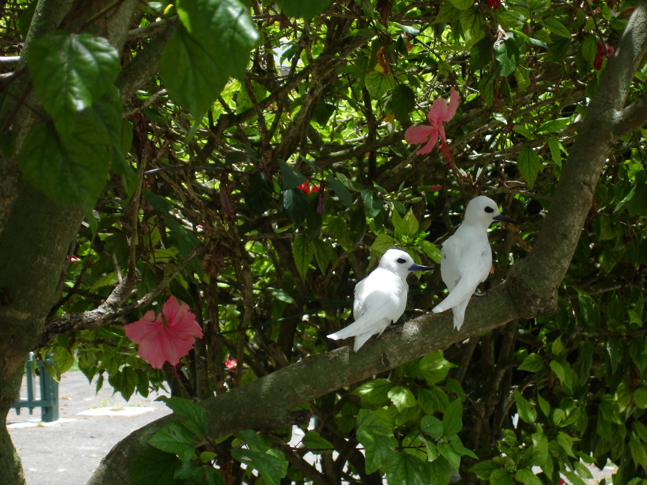White fairy terns