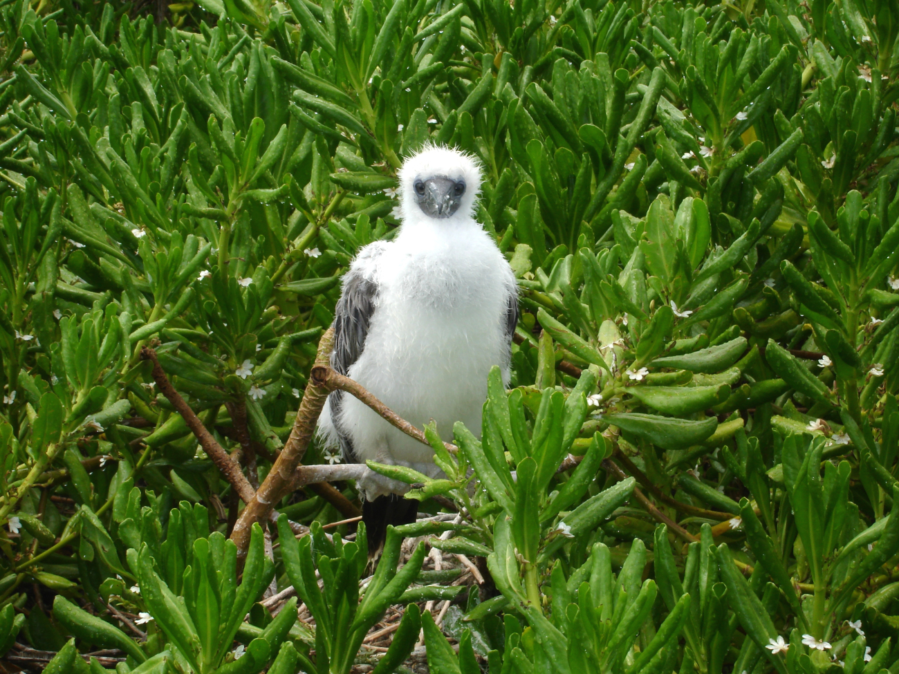Red-footed booby chick