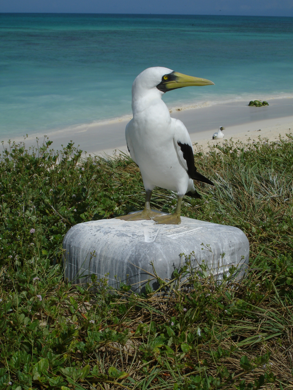 Masked booby