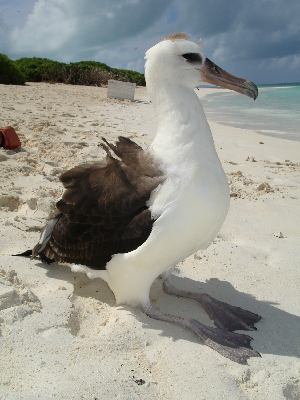 Albatross chick on the beach