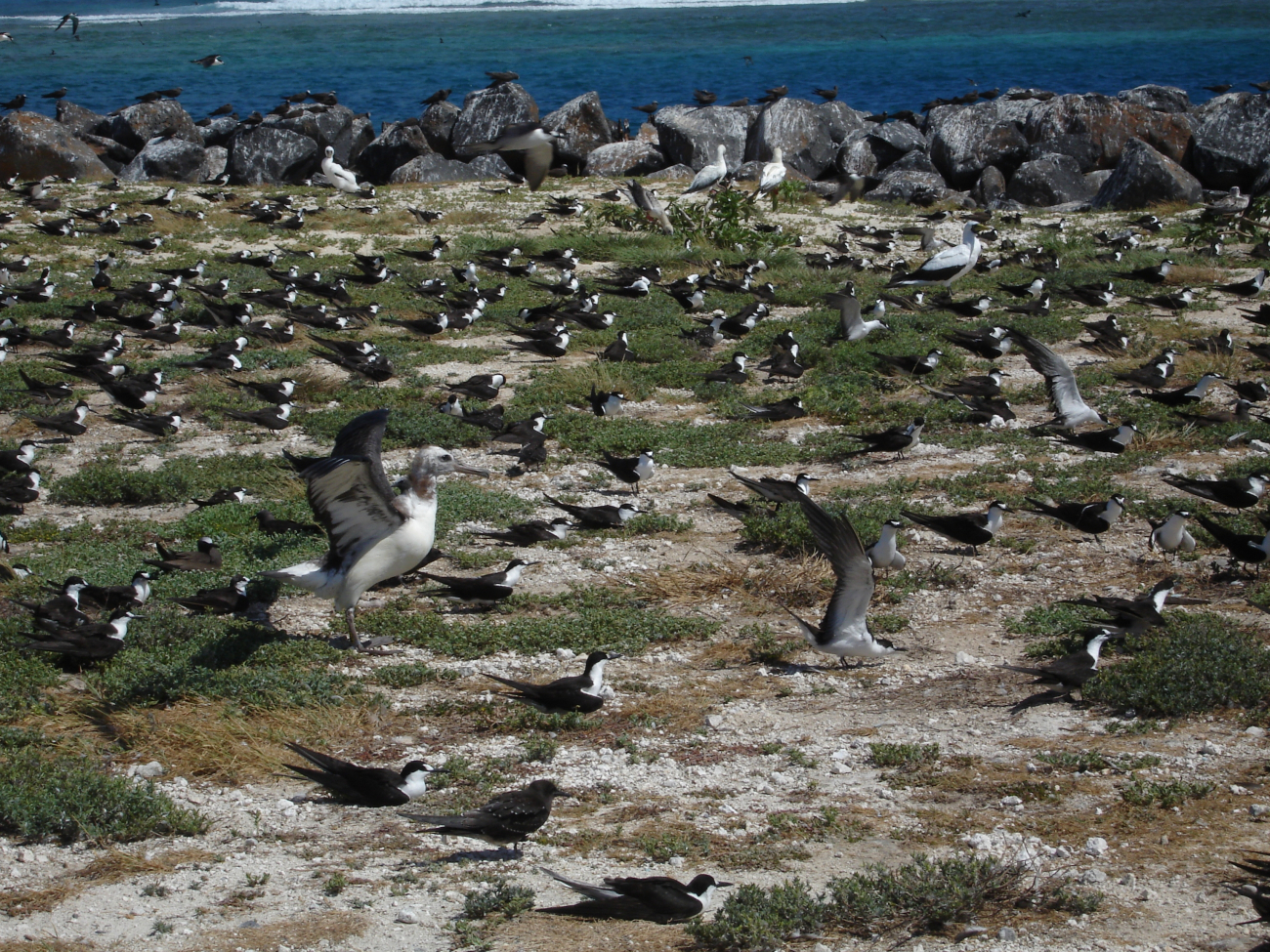 An albatross, sooty terns, and boobies