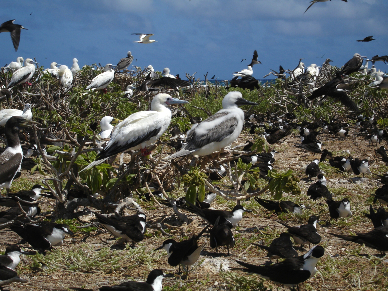 Red-footed boobies and sooty terns