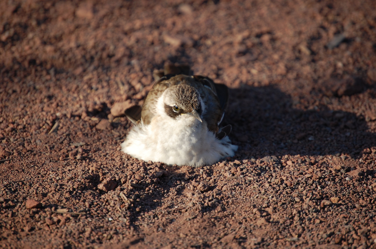 Galapagos mockingbird on red gravel
