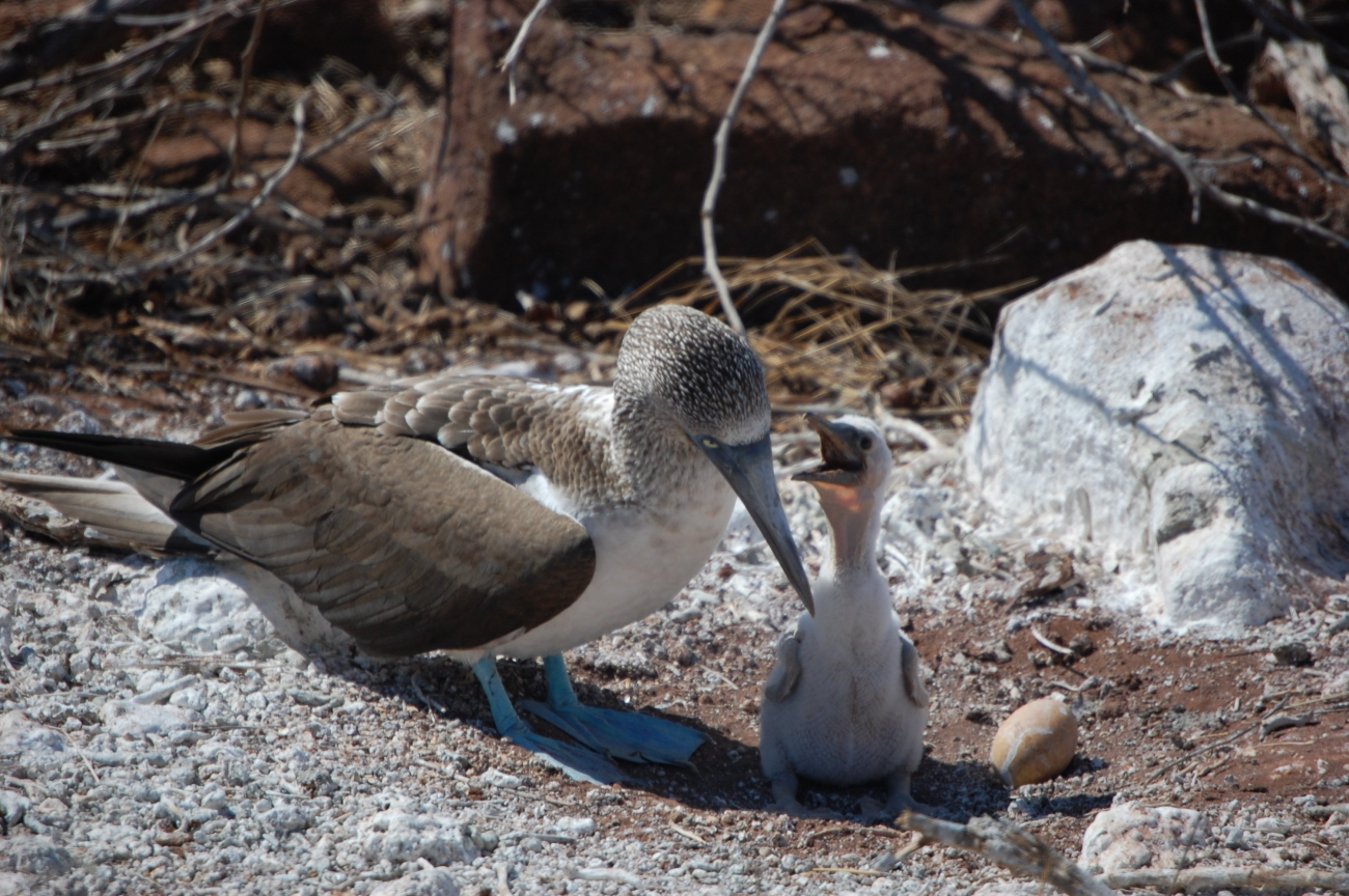 A blue-footed booby and its chick