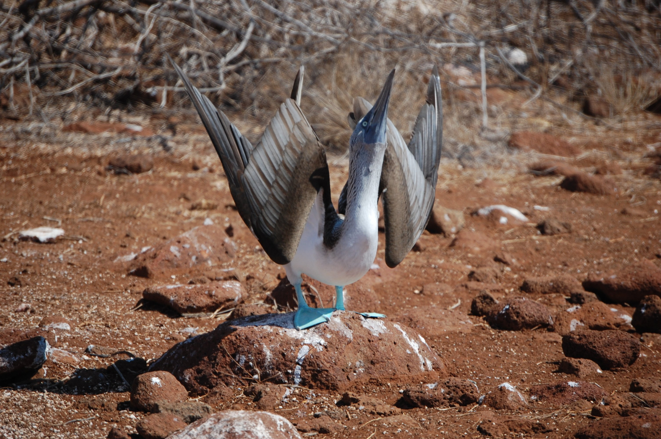 Courting dance of the blue-footed booby