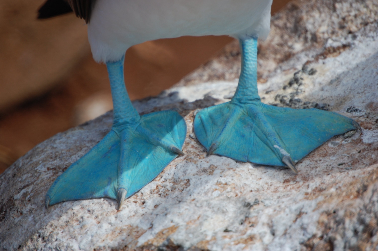 Wonder why they're called blue-footed boobies?