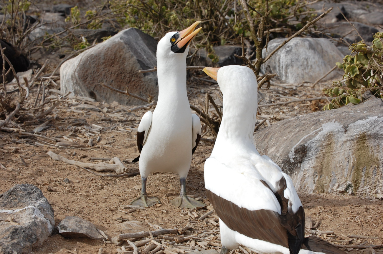 A pair of Nazca boobies in a mating dance