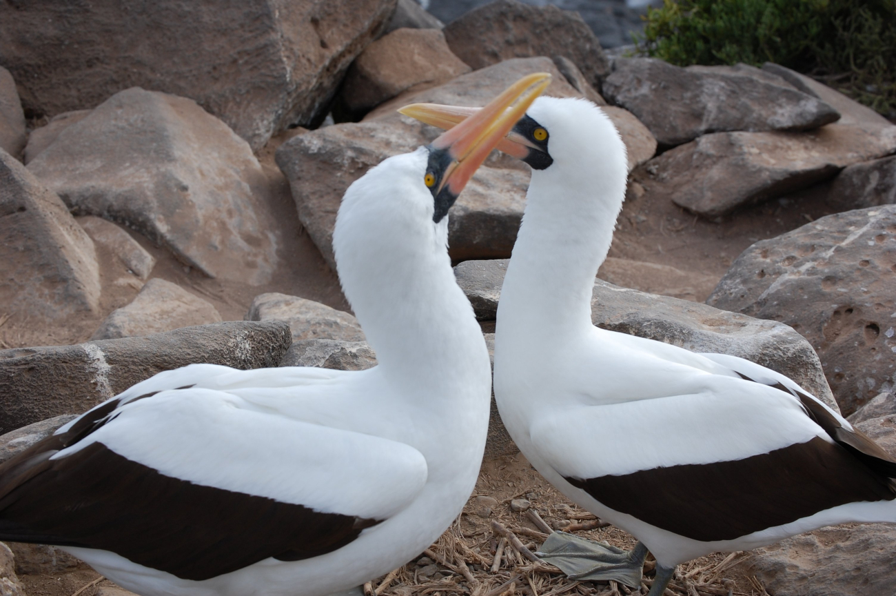 A pair of Nazca boobies in a mating dance