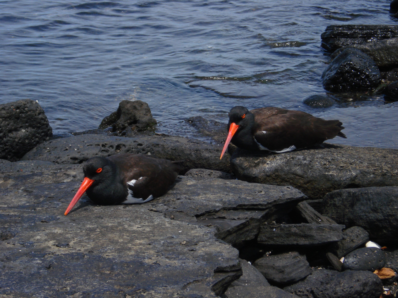 A pair of American oystercatchers