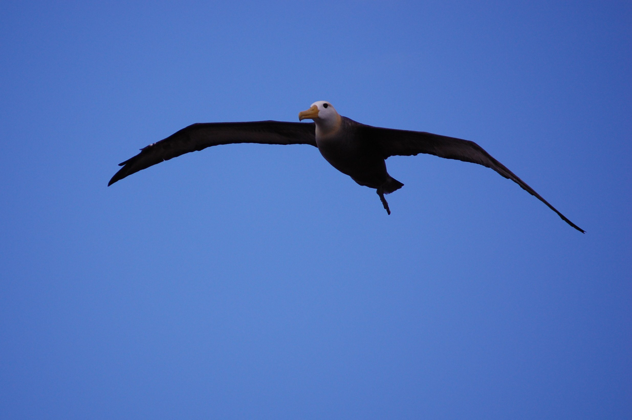 Adult waved albatross in flight