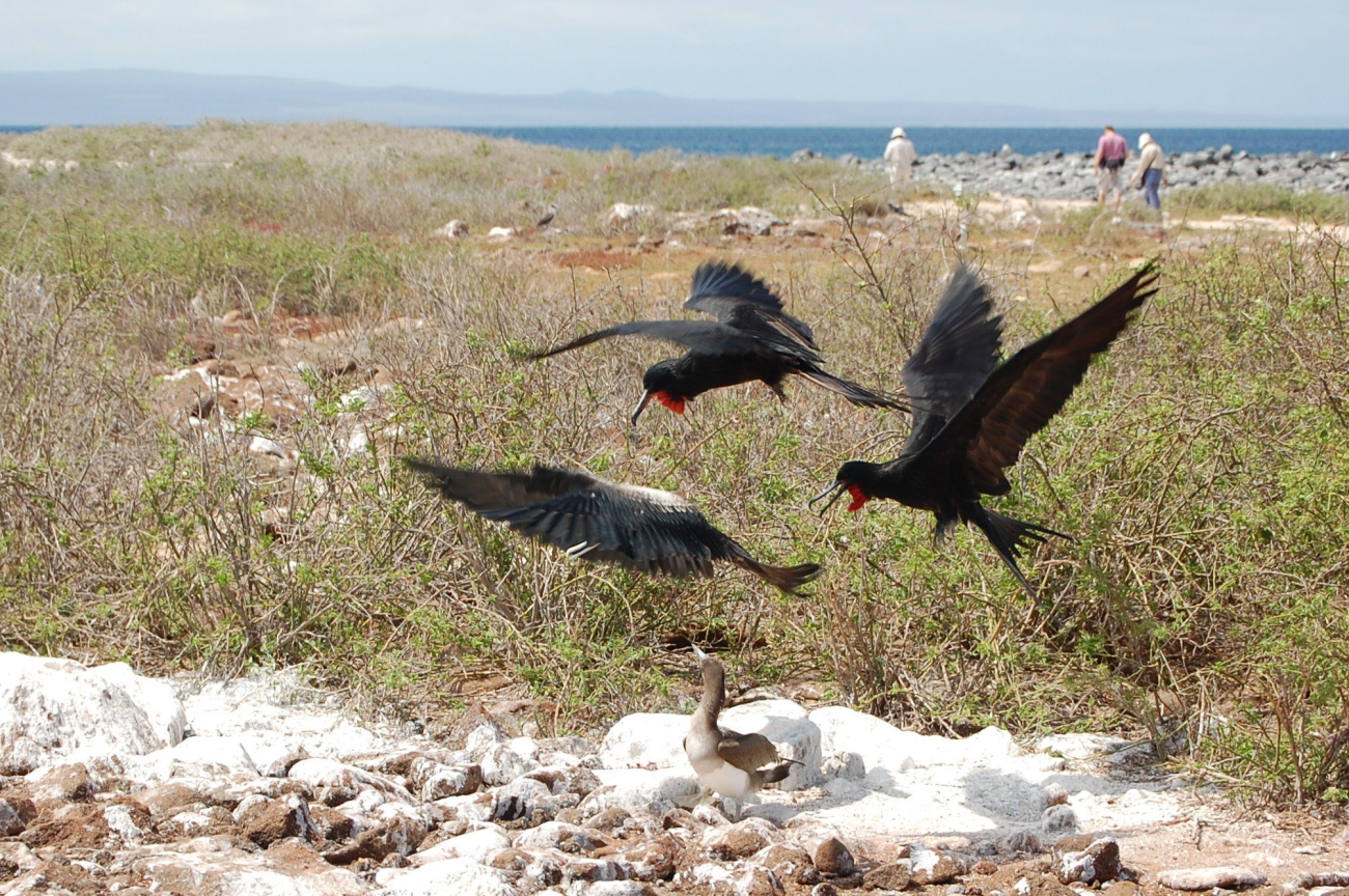 Food fight - great frigatebirds stealing food from booby
