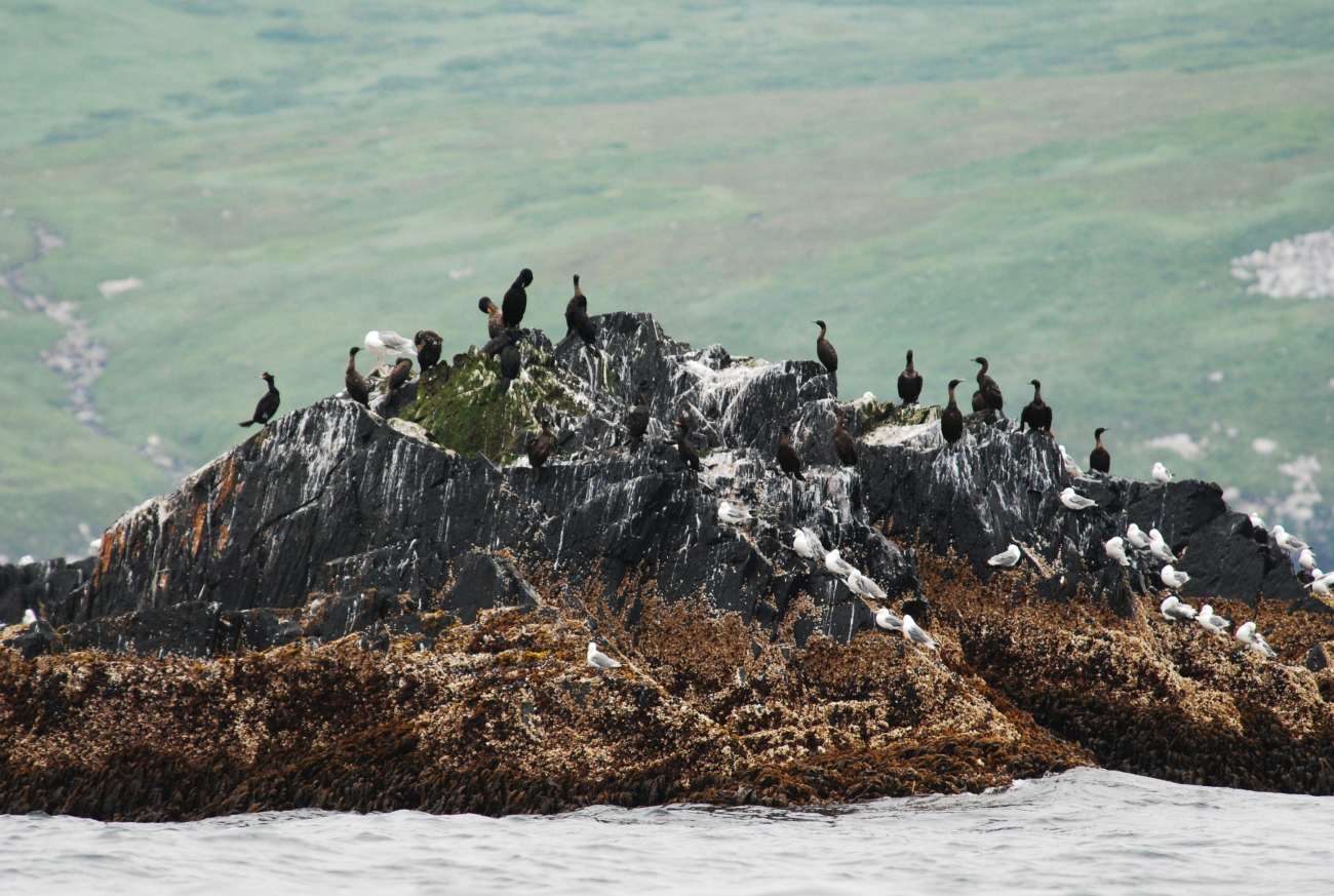 Gulls and cormorants perched on an offshore rock