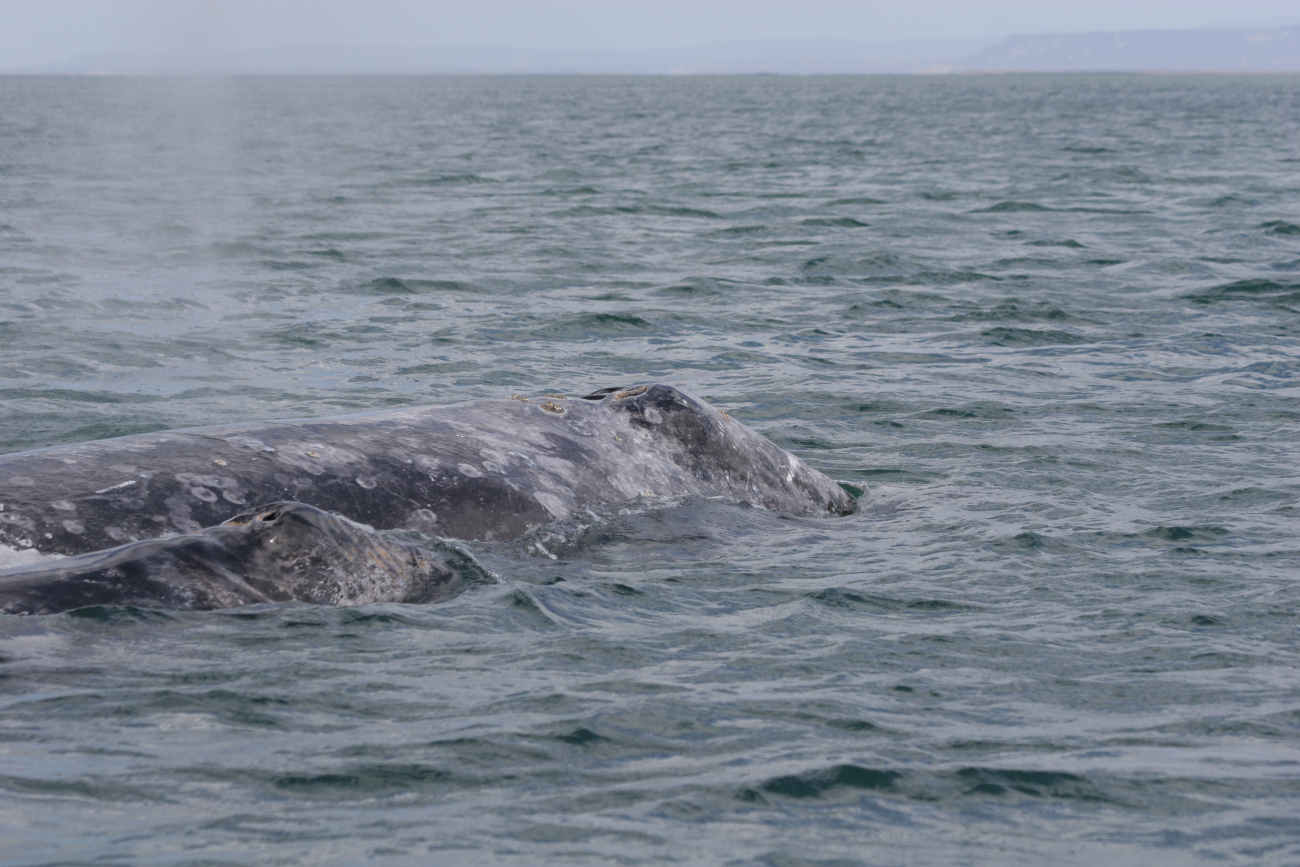 Gray whale and calf