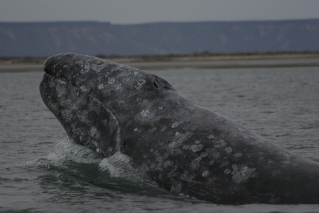 Gray whale lunging, a feeding behavior
