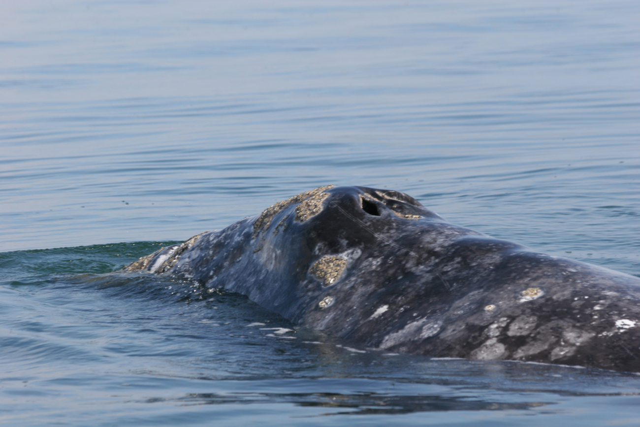 A mother gray whale