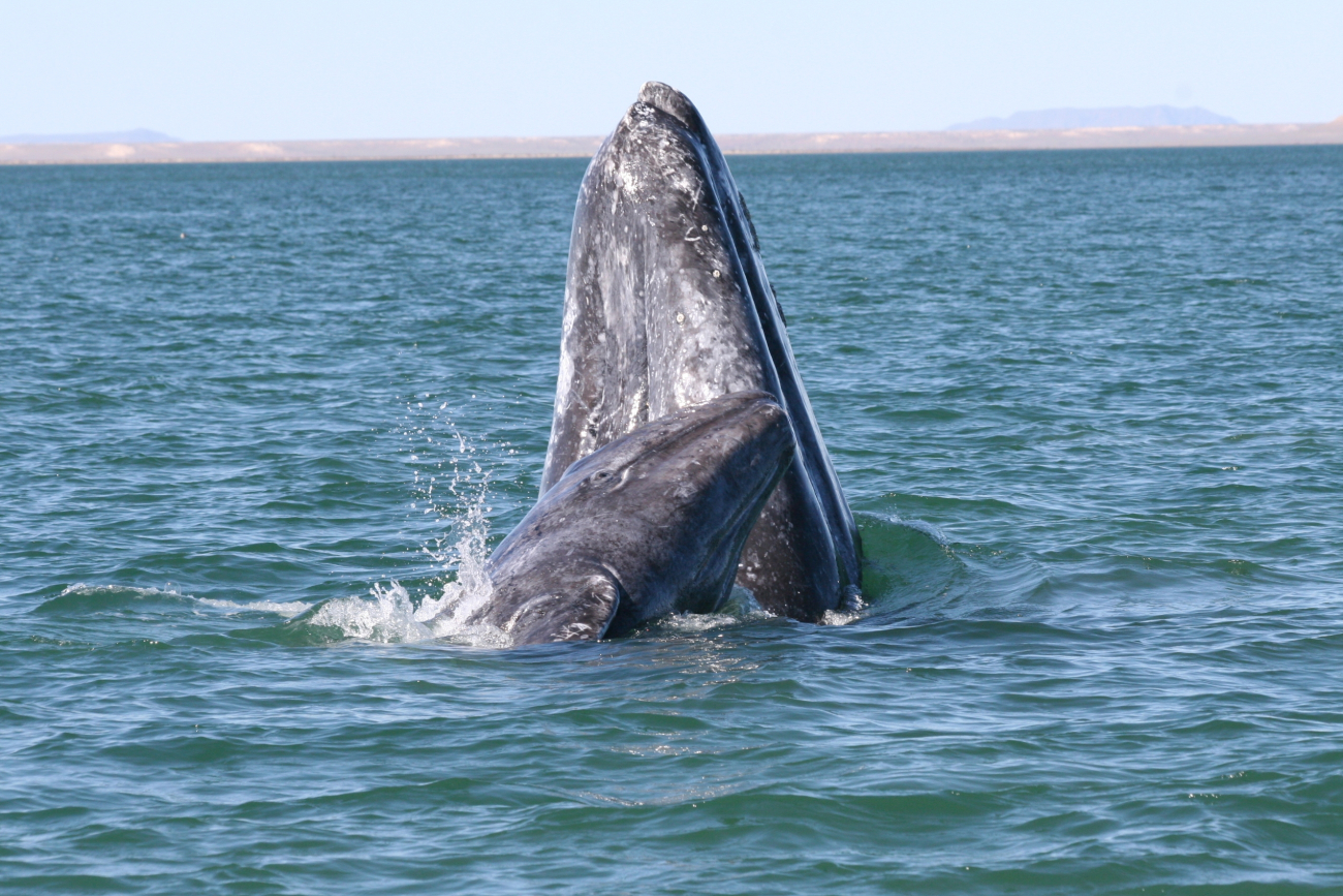 A mother gray whale and calf spy-hopping