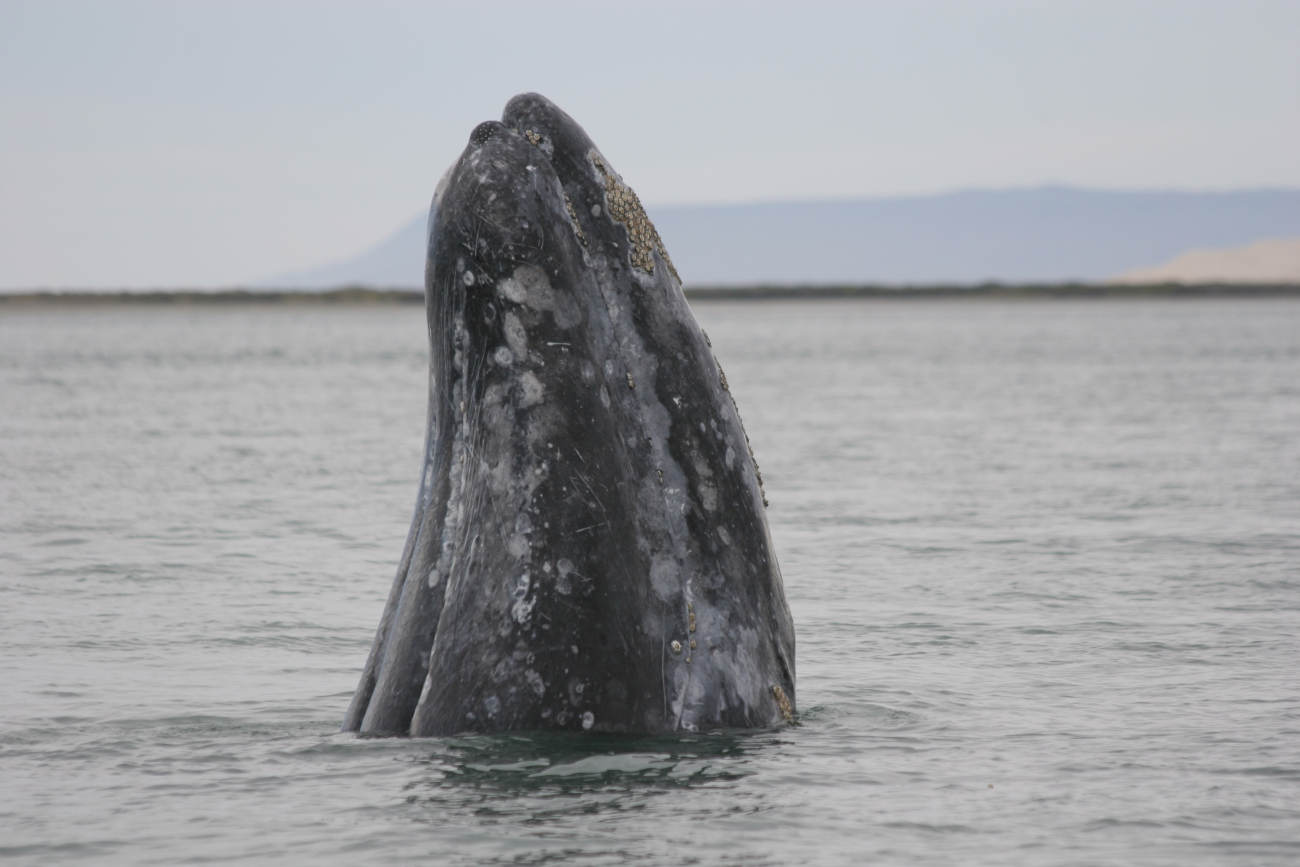 Gray whale spy-hopping