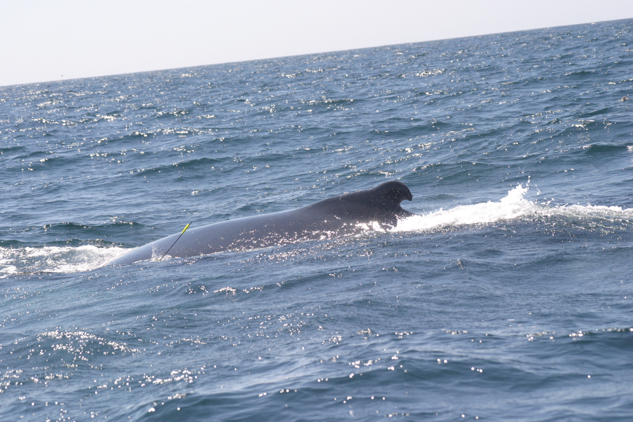 Whale studies off the NOAA Ship DELAWARE II