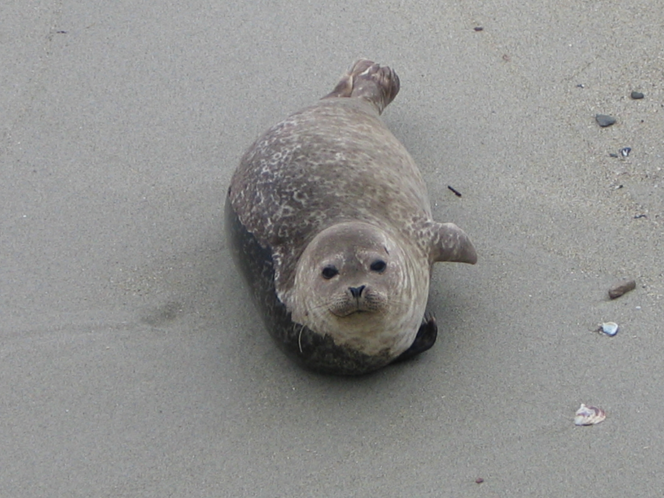 A harbor seal pup
