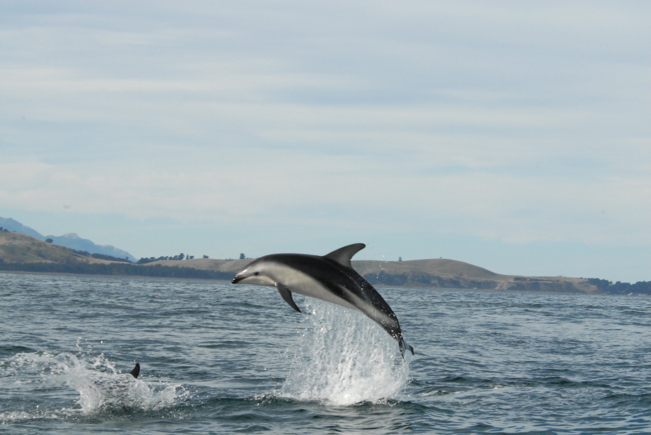 Dusky dolphin (Lagenorhynchus obscurus)