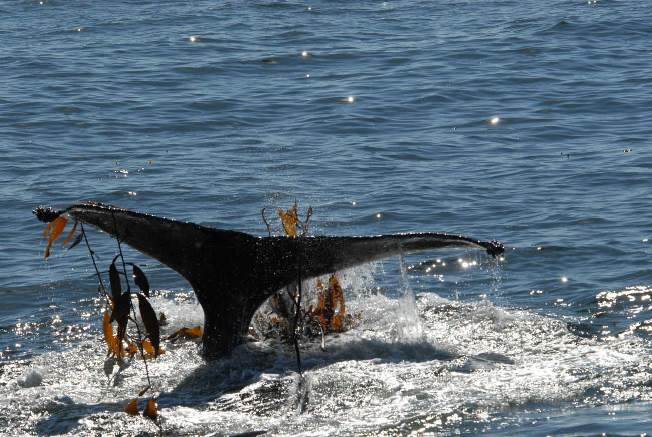 Humpback whale tail with entangled kelp