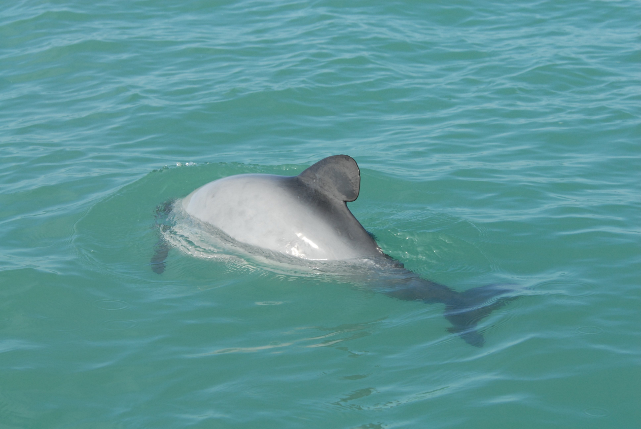 Hector's dolphin (Cephalorhynchus hectori) - the smallest of the dolphin familyis found only in New Zealand waters