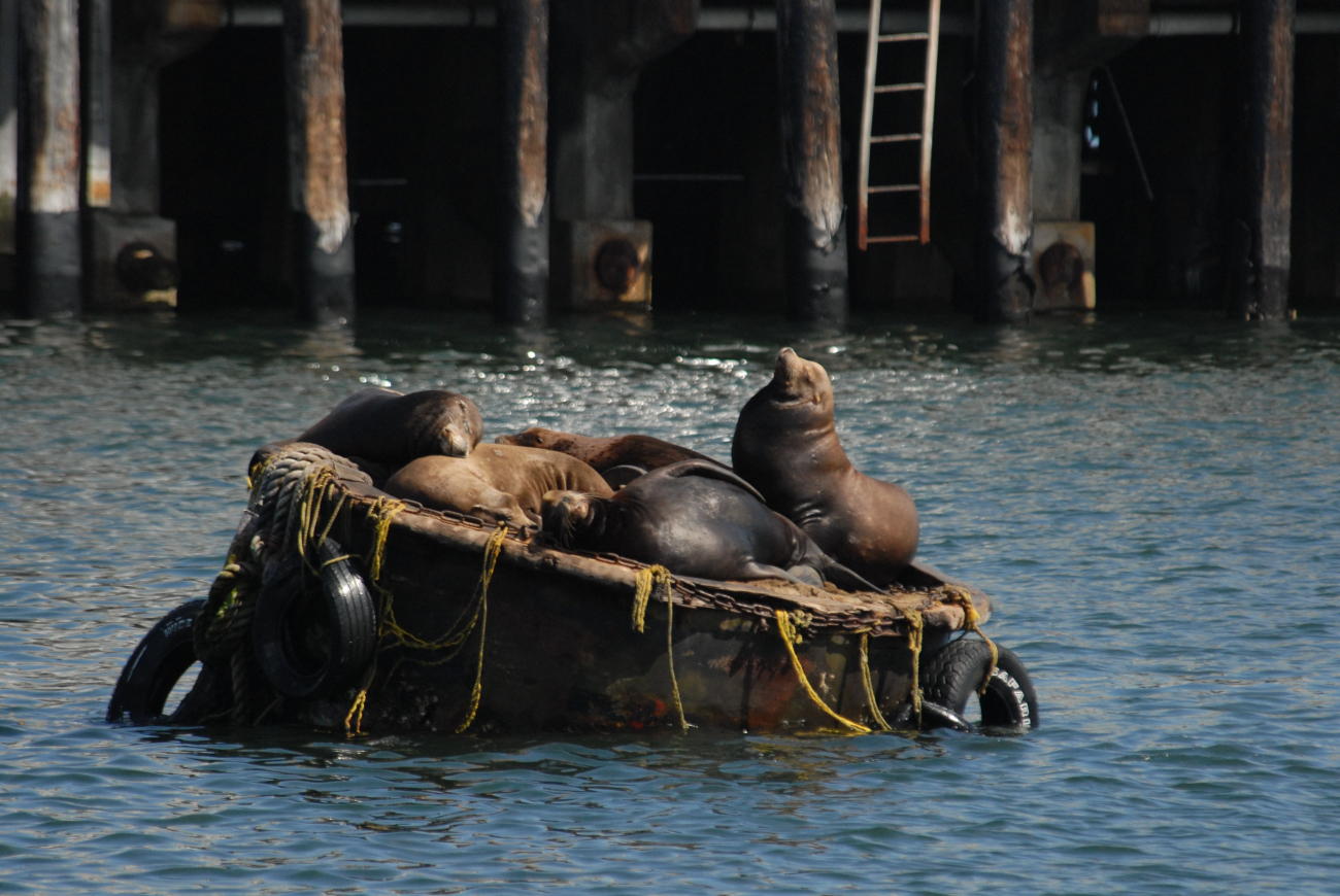 California sea lions on mooring buoy