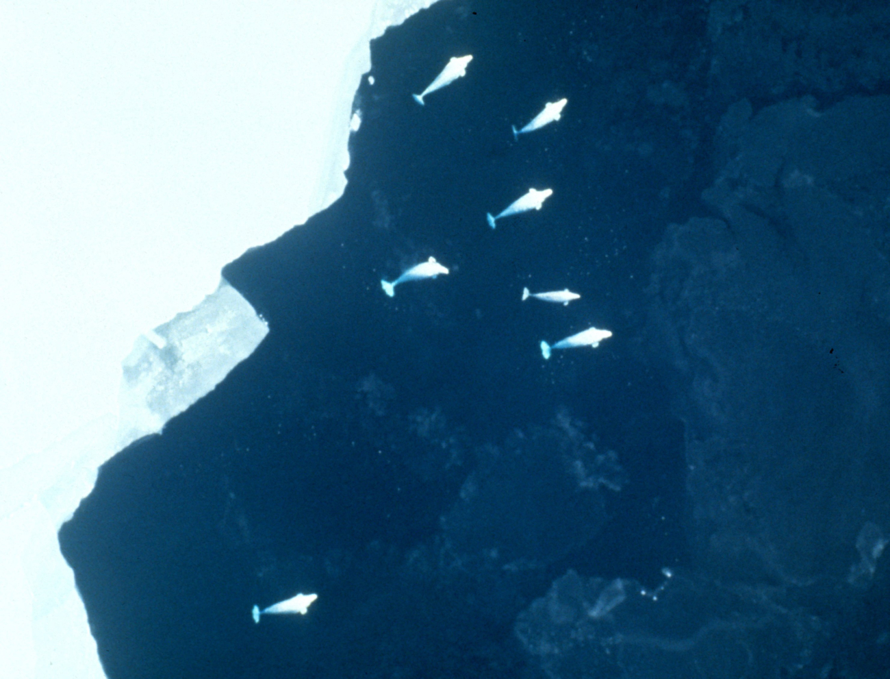 Beluga whales at the edge of a large ice floe