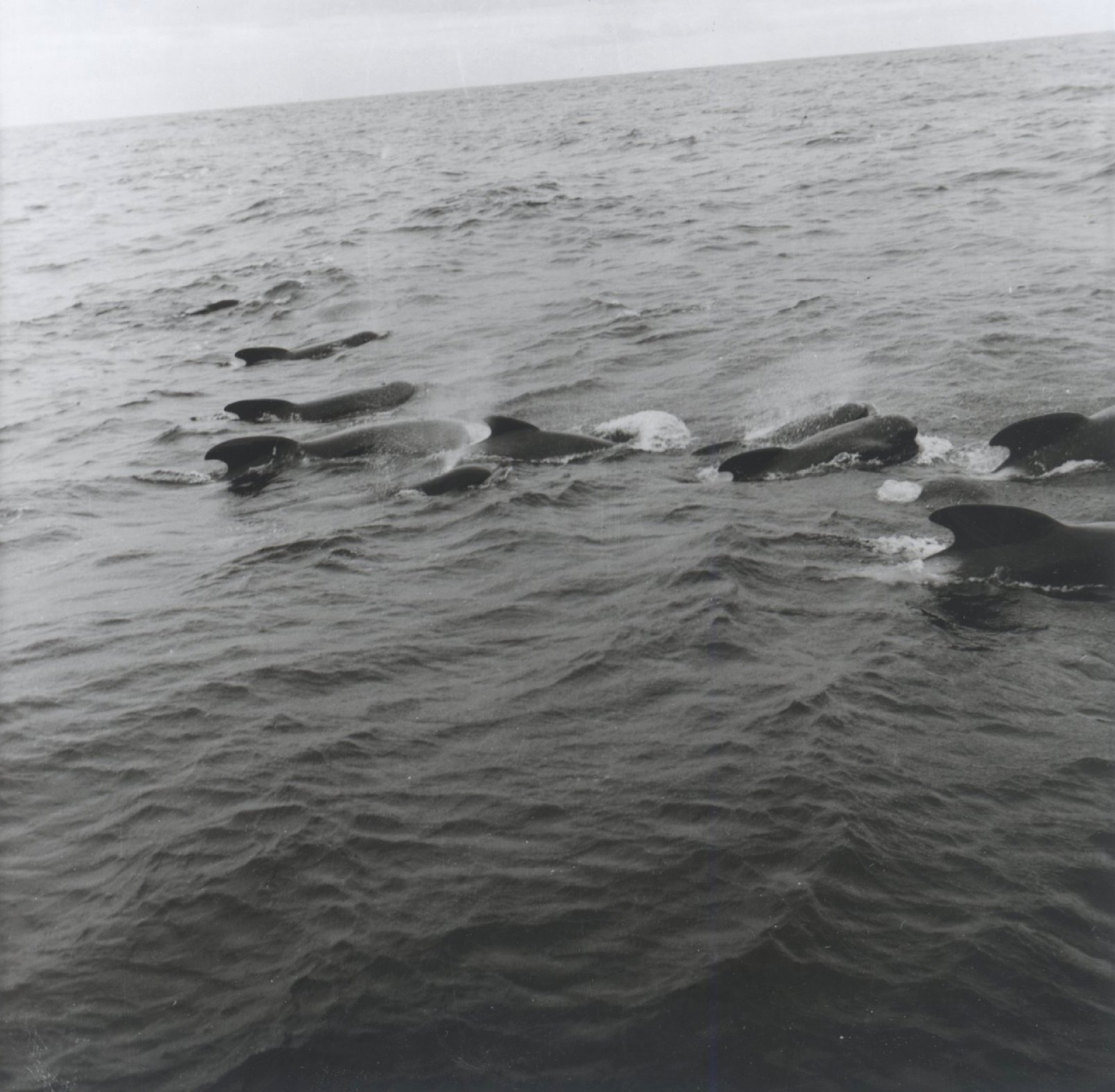 A pod of pilot whales
