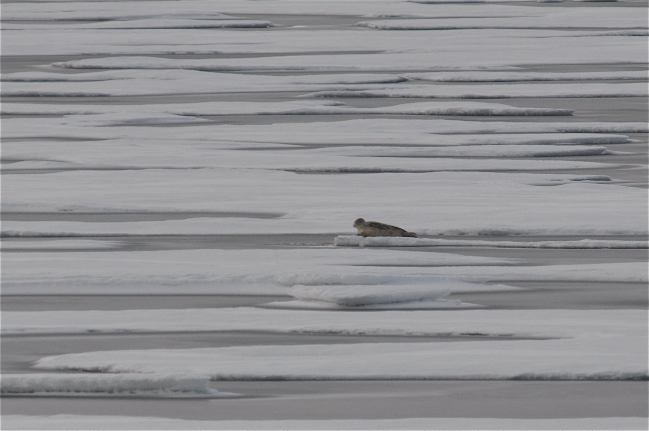 Polar bear  prey - seal on sea ice