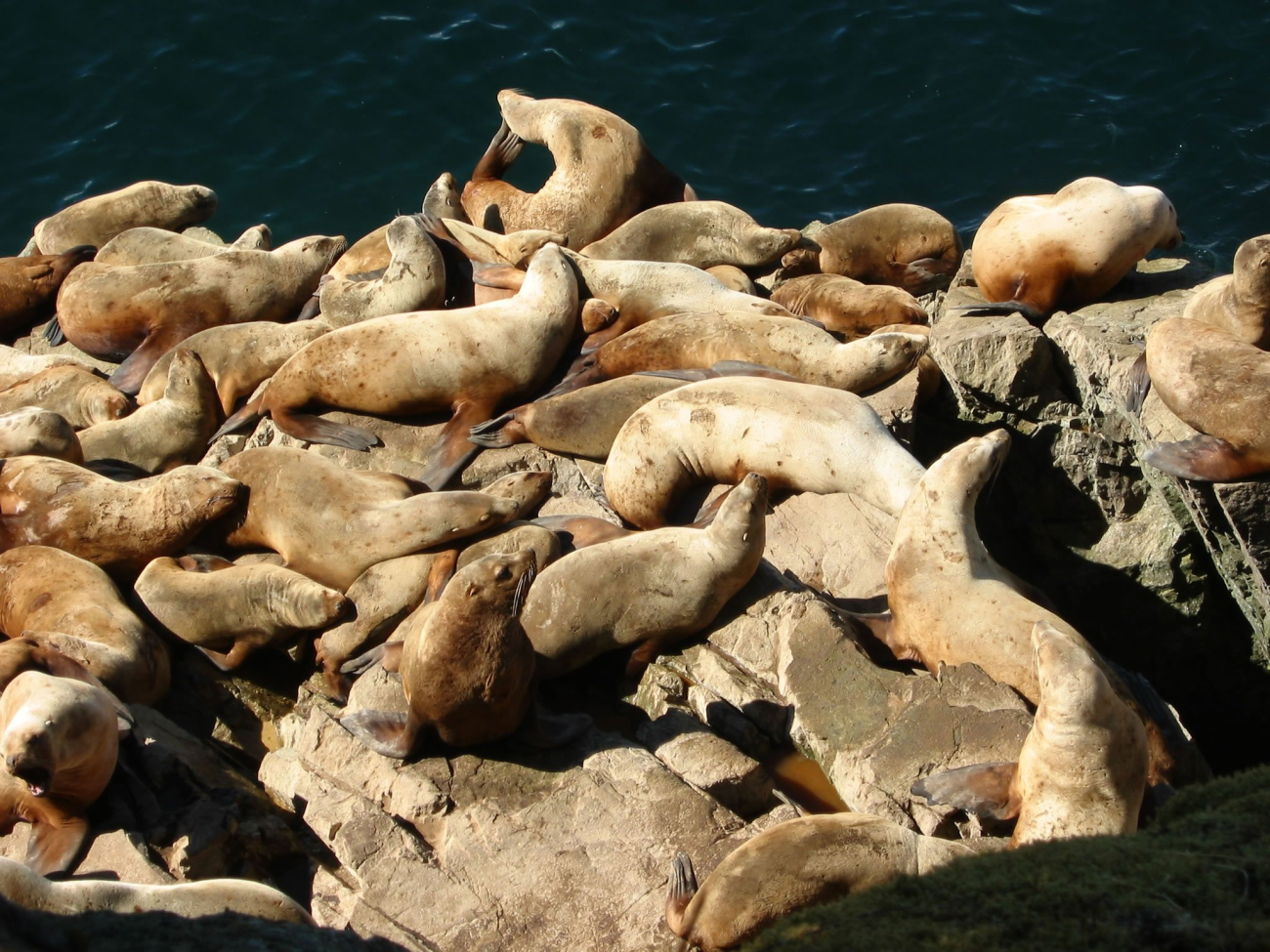 Endangered Steller sea lion