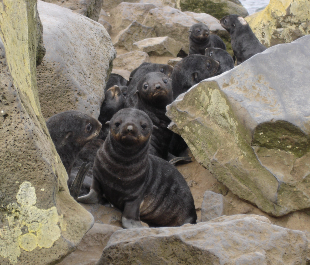 Northern fur seal pups