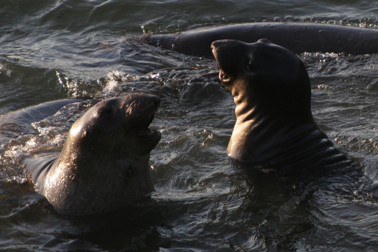 Two young elephant seals playing in the shallow water at Point Piedras Blancas