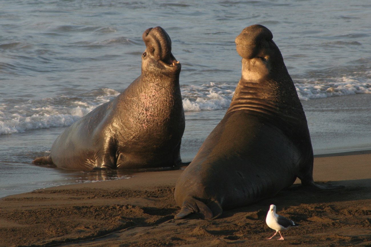 Two bull elephant seals