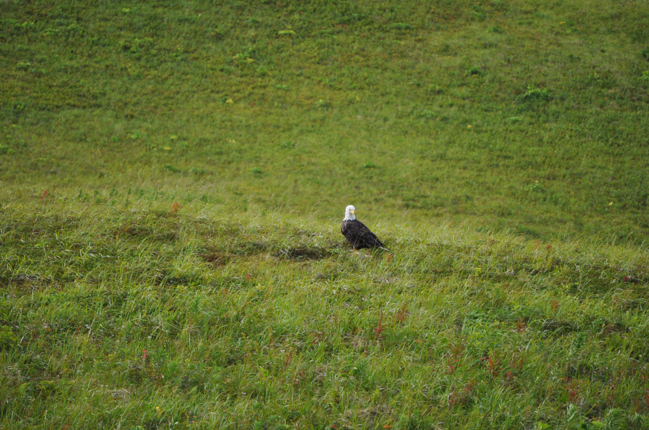 Bald eagle in the grass on the lower slopes of Unalaska Island
