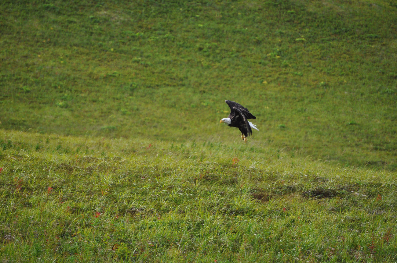 Bald eagle rising up seemingly vertically out of grass