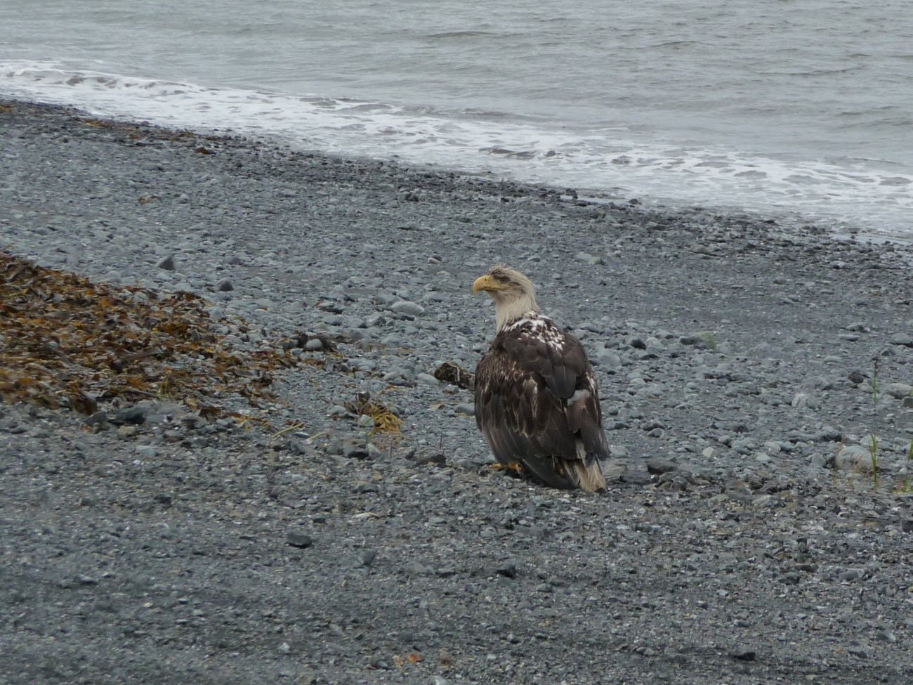 Bedraggled immature bald eagle on a cobble beach