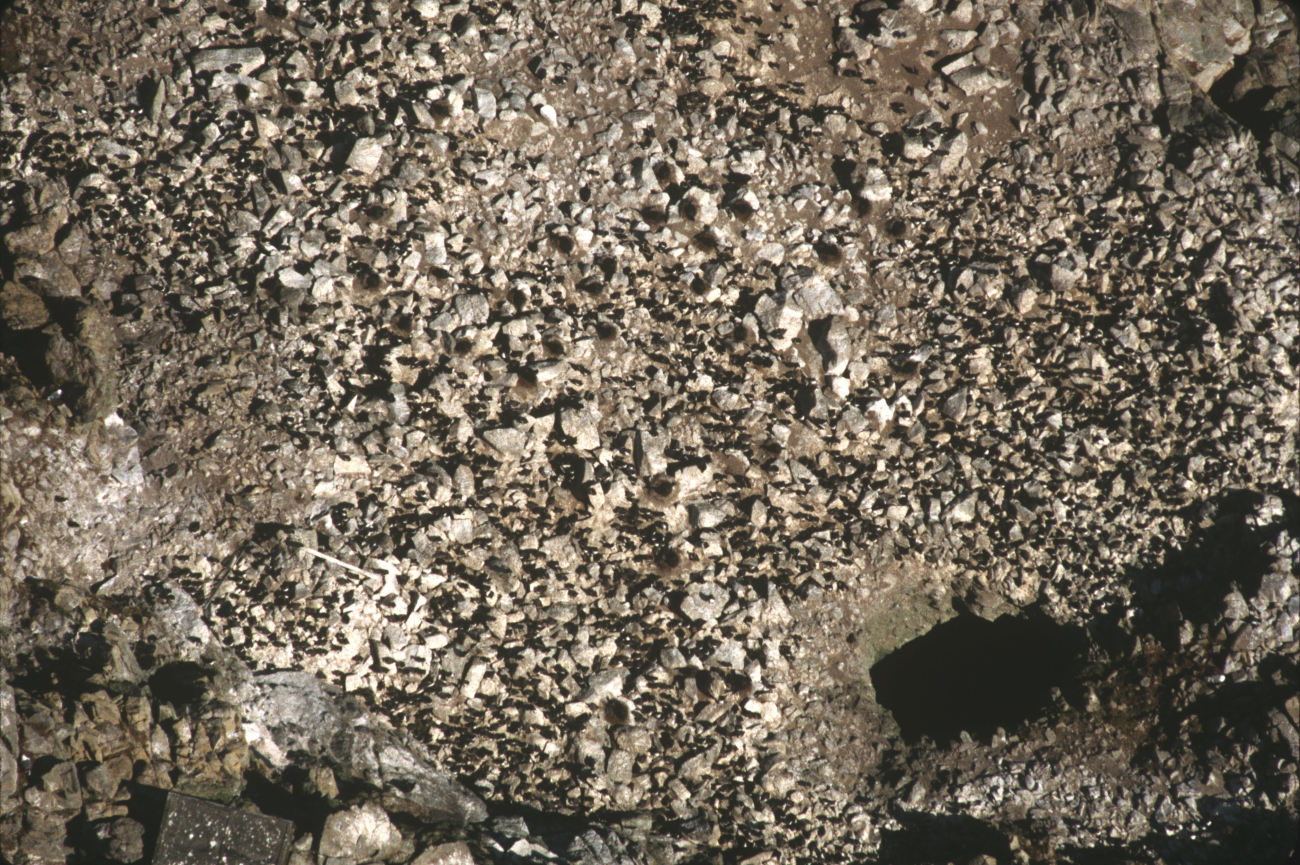 Common murre colony