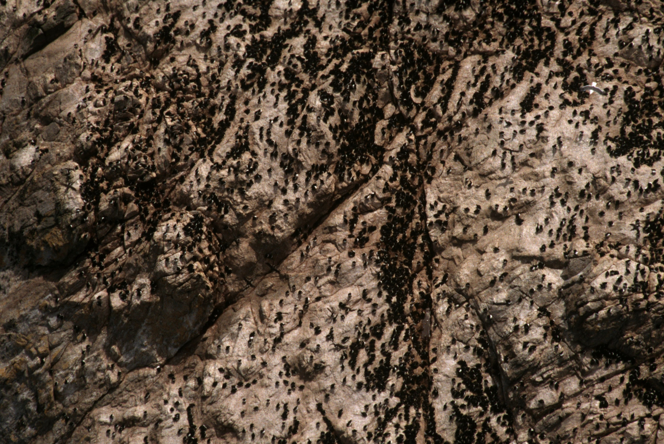 Common murre colony